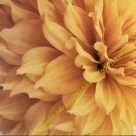 Dahlia