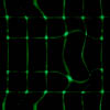 neonthreads.JPG (6248 bytes)