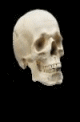 talkingskull.gif (19532 bytes)