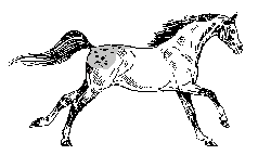 Appaloosa
