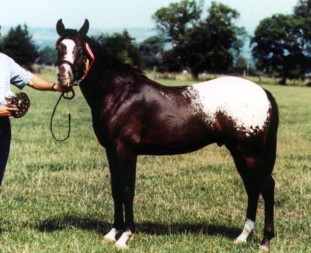 Appaloosa Colt
