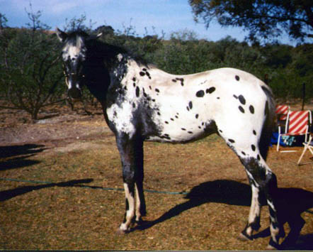 Shekhan Shadixx