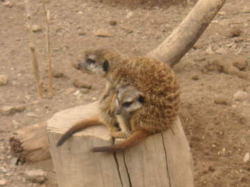 Meerkats