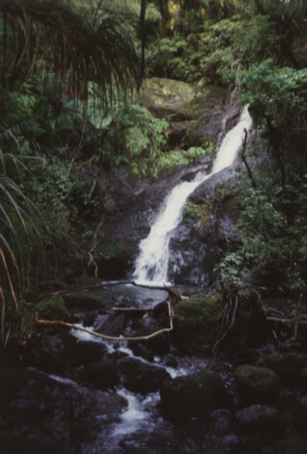Waterfall - Opononi (NZ).jpg (73647 bytes)
