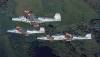 Bald Eagles