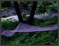 Bluebells