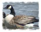 Canada Goose