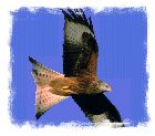 Red kite