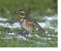 Redwing