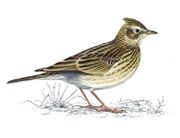 Skylark