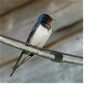 Swallow