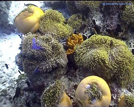 Anenome Caomans03