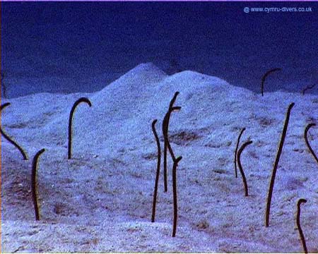 Garden Eels Caymans
