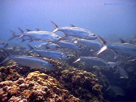 Tarpon Caymans