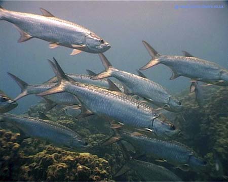 Tarpon Caymans02