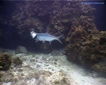 Tarpon Caymans03