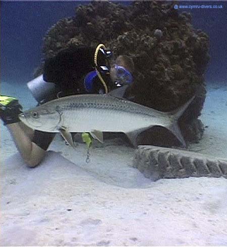 Tarpon Caymans09