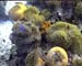 Anenome Caomans03