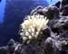 Anenome Caymans