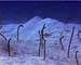 Garden Eels Caymans