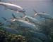 Tarpon Caymans02