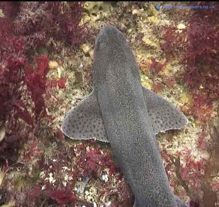 Dog Fish