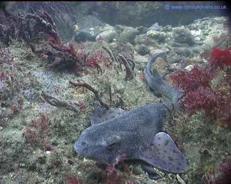 Dog Fish2