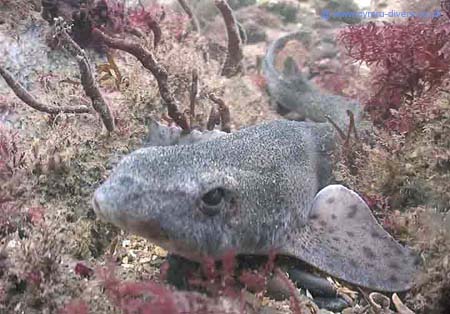 Dog Fish3