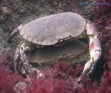 Edible Crabs