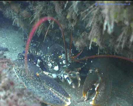 Lobster