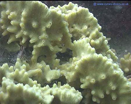 Sponge