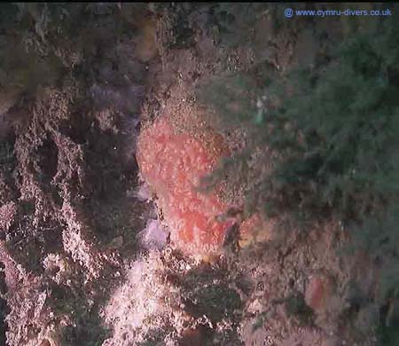 Sponge5