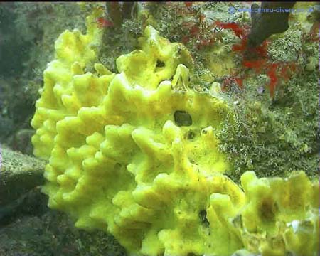Sponge8