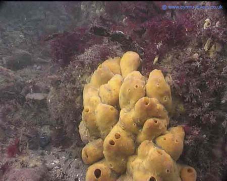 Sponge9