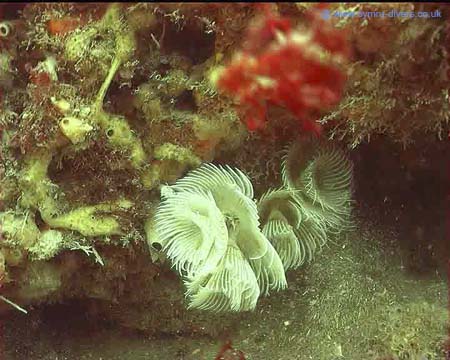 Tube Worm