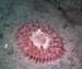 Anenome