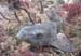 Dog Fish3