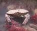 Edible Crab1