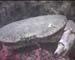 Edible Crab2