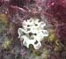 Sponge3