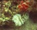 Tube Worm