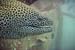 Moray3