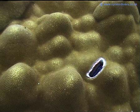 Close up of coral Maldives