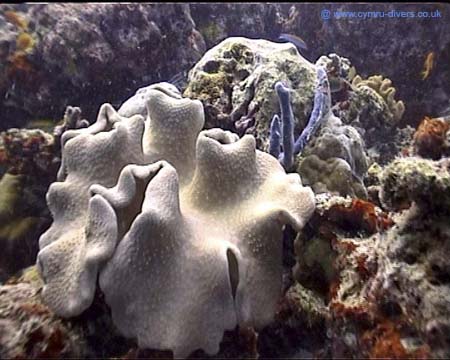 Coral Maldives02