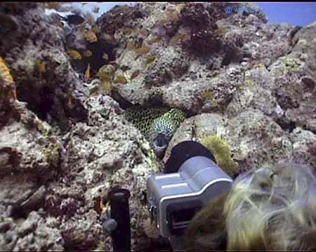 Filming Moray Maldives copy