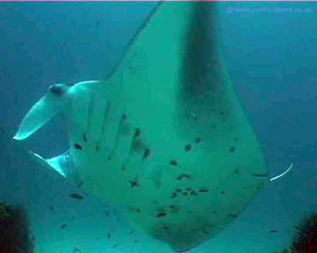 Manta-Maldives04a