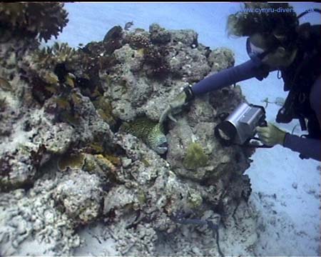 Stroking Moray Maldives