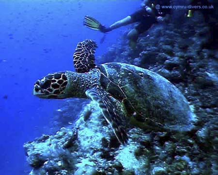Turtle in the Maldives copy