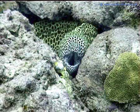 Yellow Moray Maldives copy