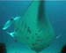 Manta-Maldives04a